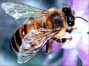 Abeilles