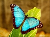 Papillon