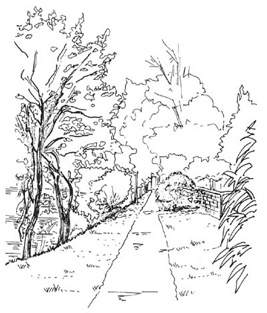 Allée d'arbres